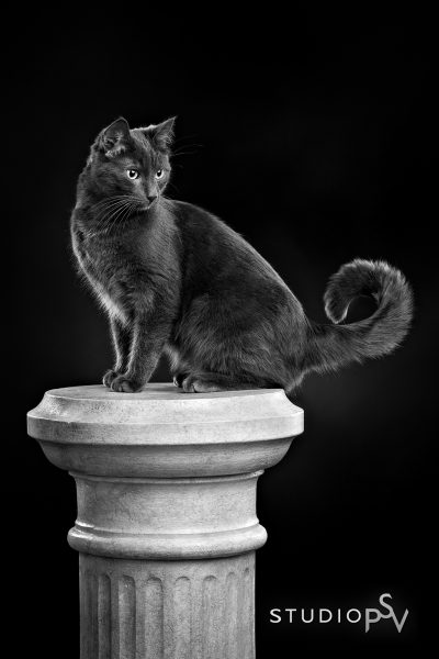 harmaa kissa istuu pylvään päällä studiokuvassa