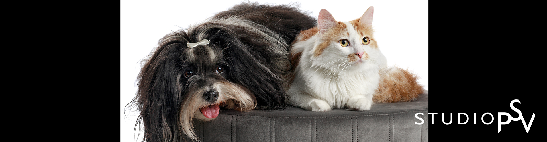 Koira ja kissa makaavat vierekkäin rahilla