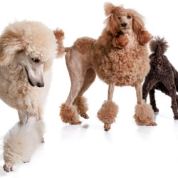 Tassutammikuu: lemmikkikuvaus vain 55 e!