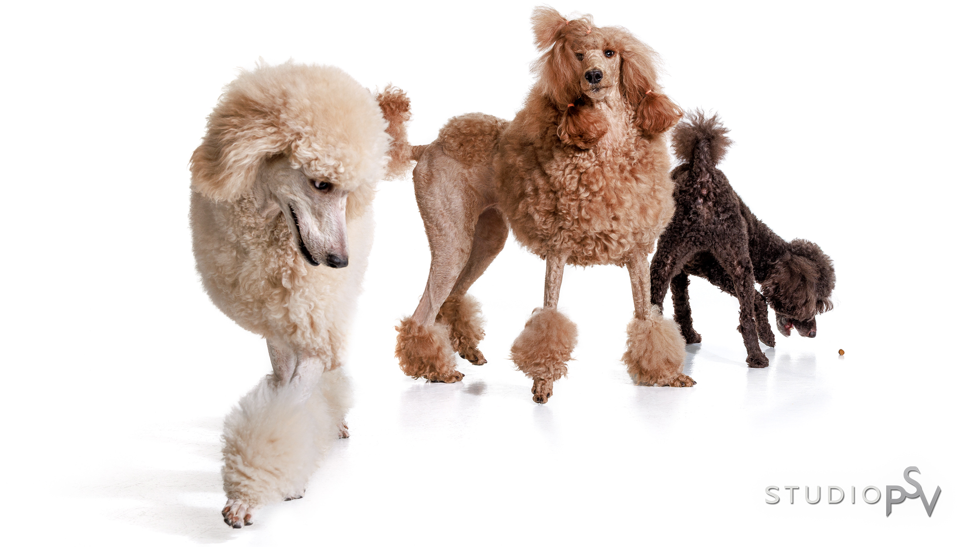 kolme vilkasta villakoiraa hauskassa kuvassa valkoisella taustalla